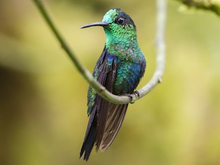 雄鳥 (Emerald-bellied) - Peter Hawrylyshyn - ML245175791