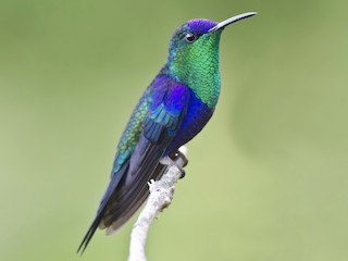  - Crowned Woodnymph (Northern/Colombian Violet-crowned)