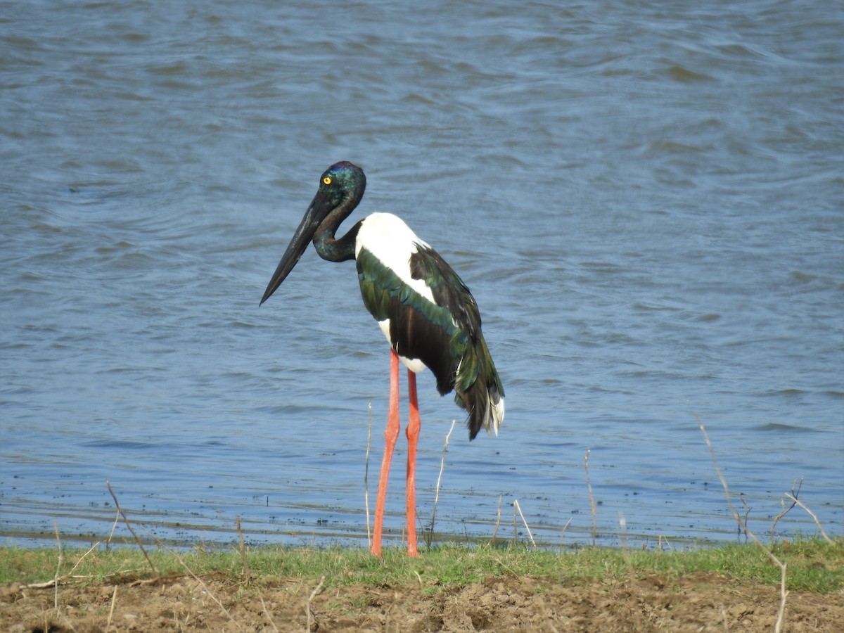 Black-necked Stork - Liesl Edelman
