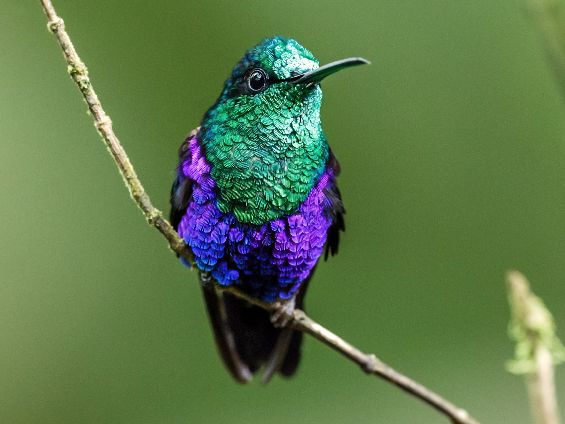 Crowned Woodnymph - eBird