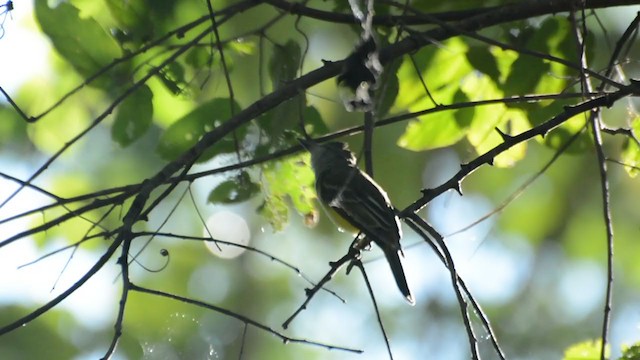 Great Crested Flycatcher - ML245179361