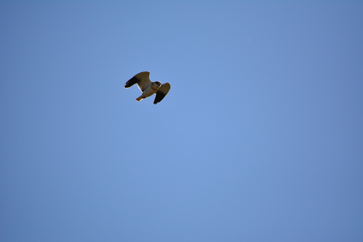 Black-winged Kite - ML245181231