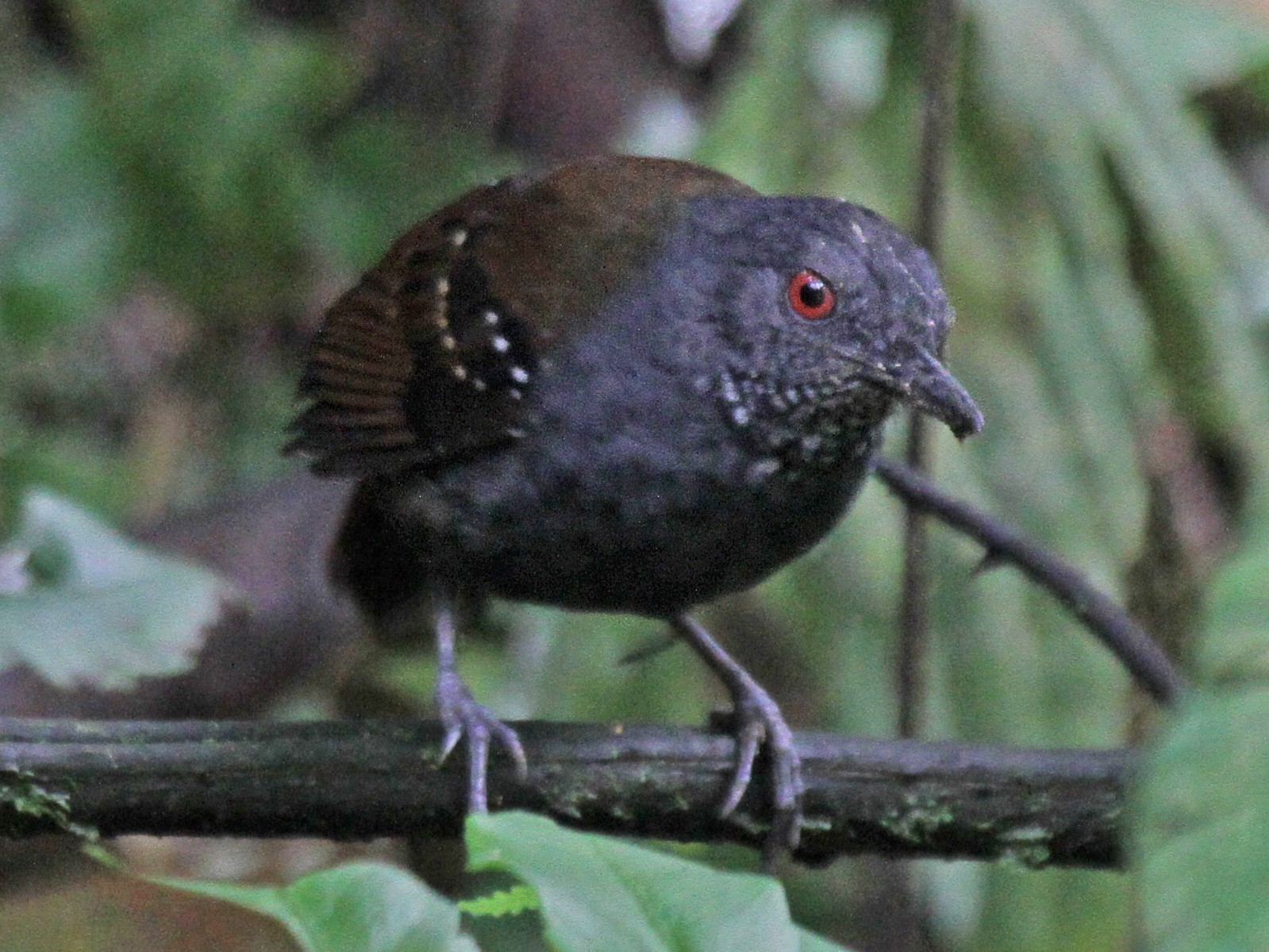 Dull-mantled Antbird - eBird