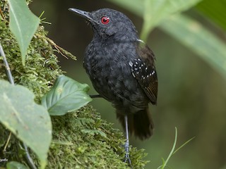 Dull-mantled Antbird - eBird