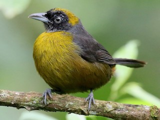  - Dusky-faced Tanager