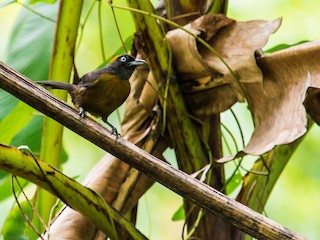  - Dusky-faced Tanager
