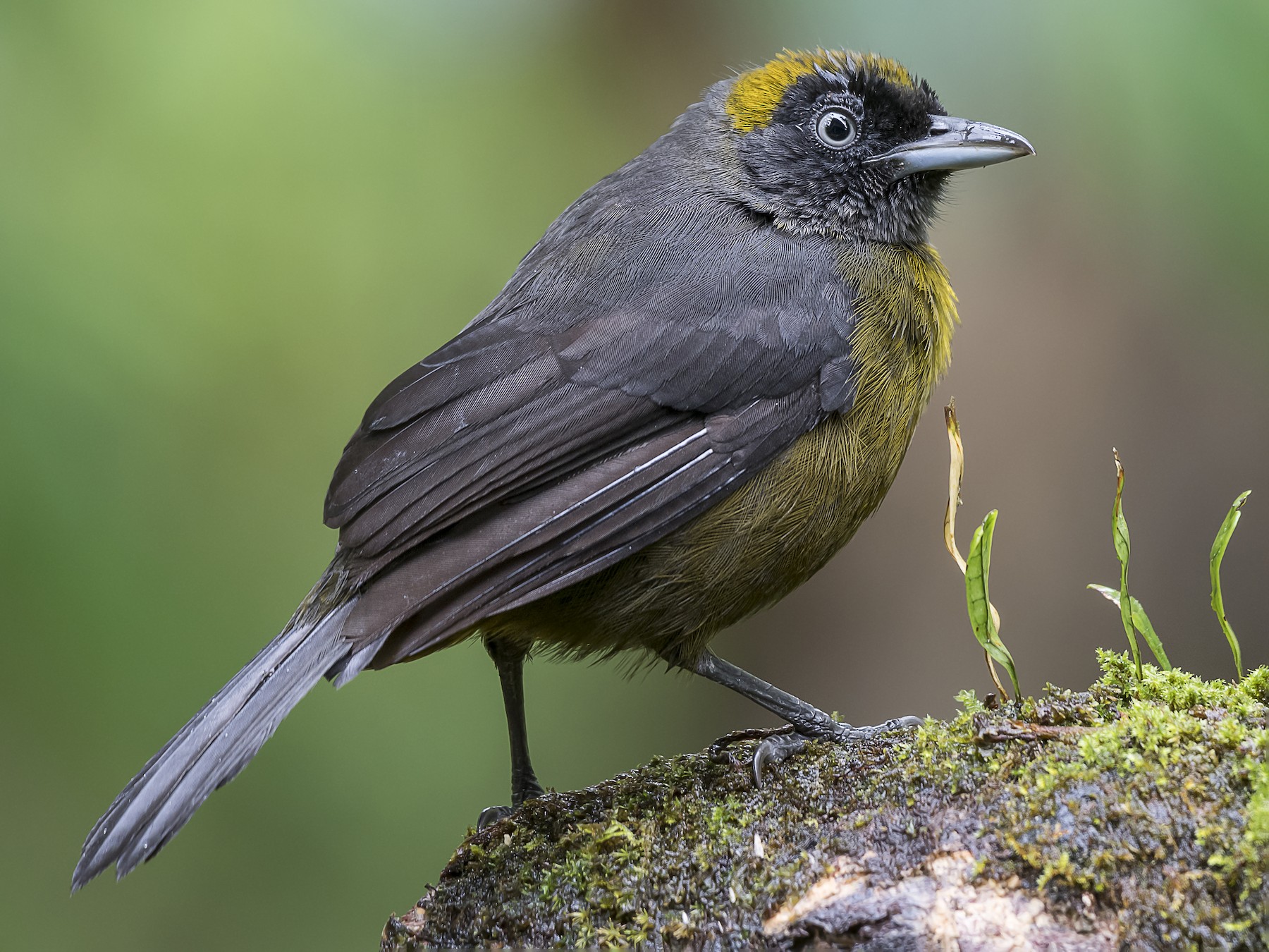 Dusky-faced Tanager - fernando Burgalin Sequeria