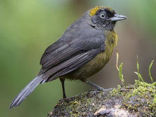  - Dusky-faced Tanager