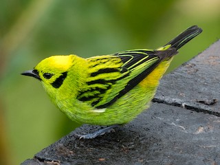 キゴシミドリフウキンチョウ - eBird
