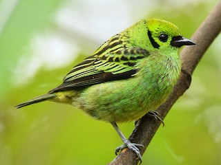  - Emerald Tanager