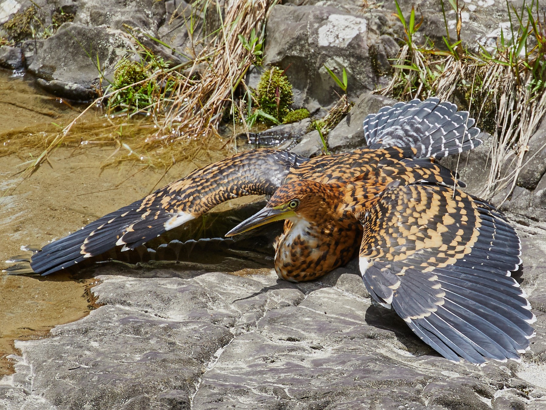 Fasciated Tiger-Heron - Brooke Miller