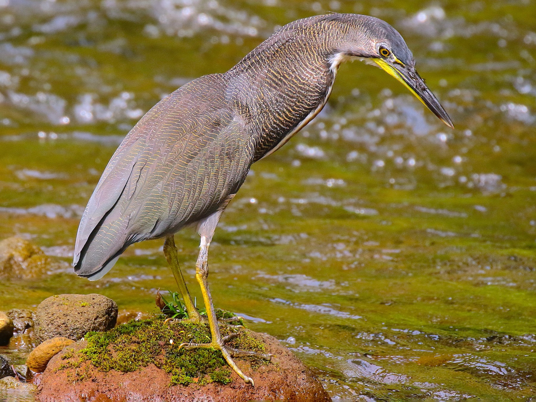 Fasciated Tiger-Heron - Anonymous