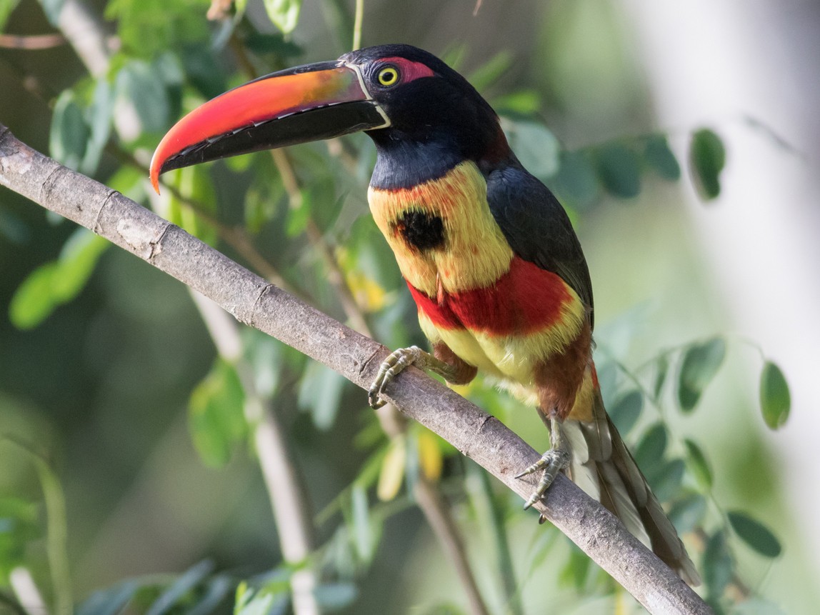 Fiery-billed Aracari - Tom Johnson