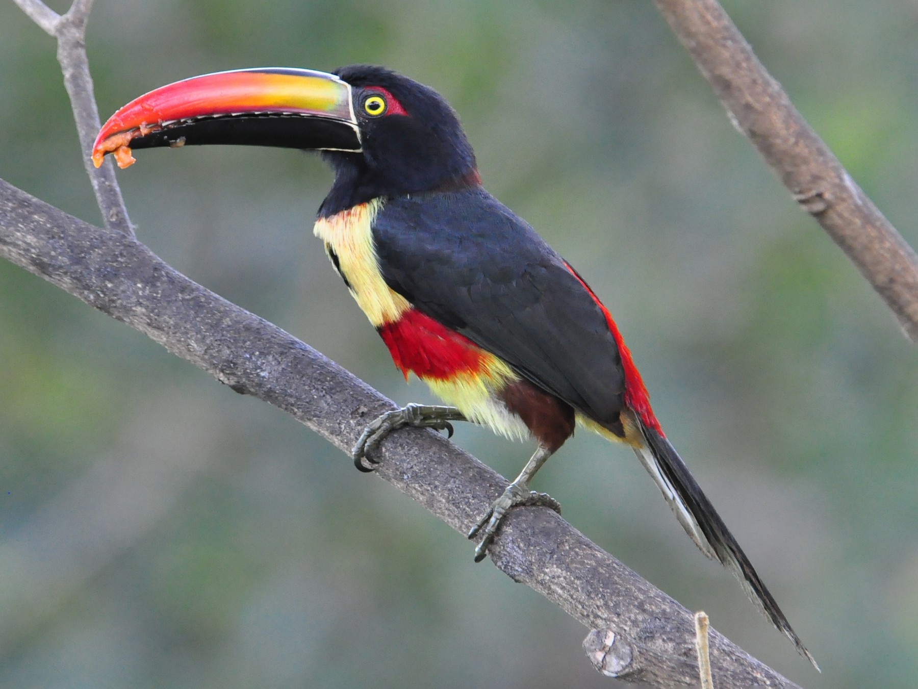 Fiery-billed Aracari - Steve Tucker