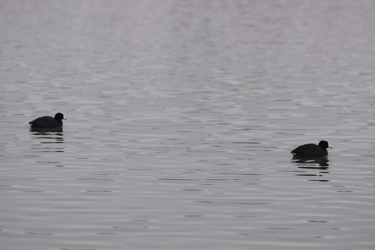 American Coot (Red-shielded) - ML24519201