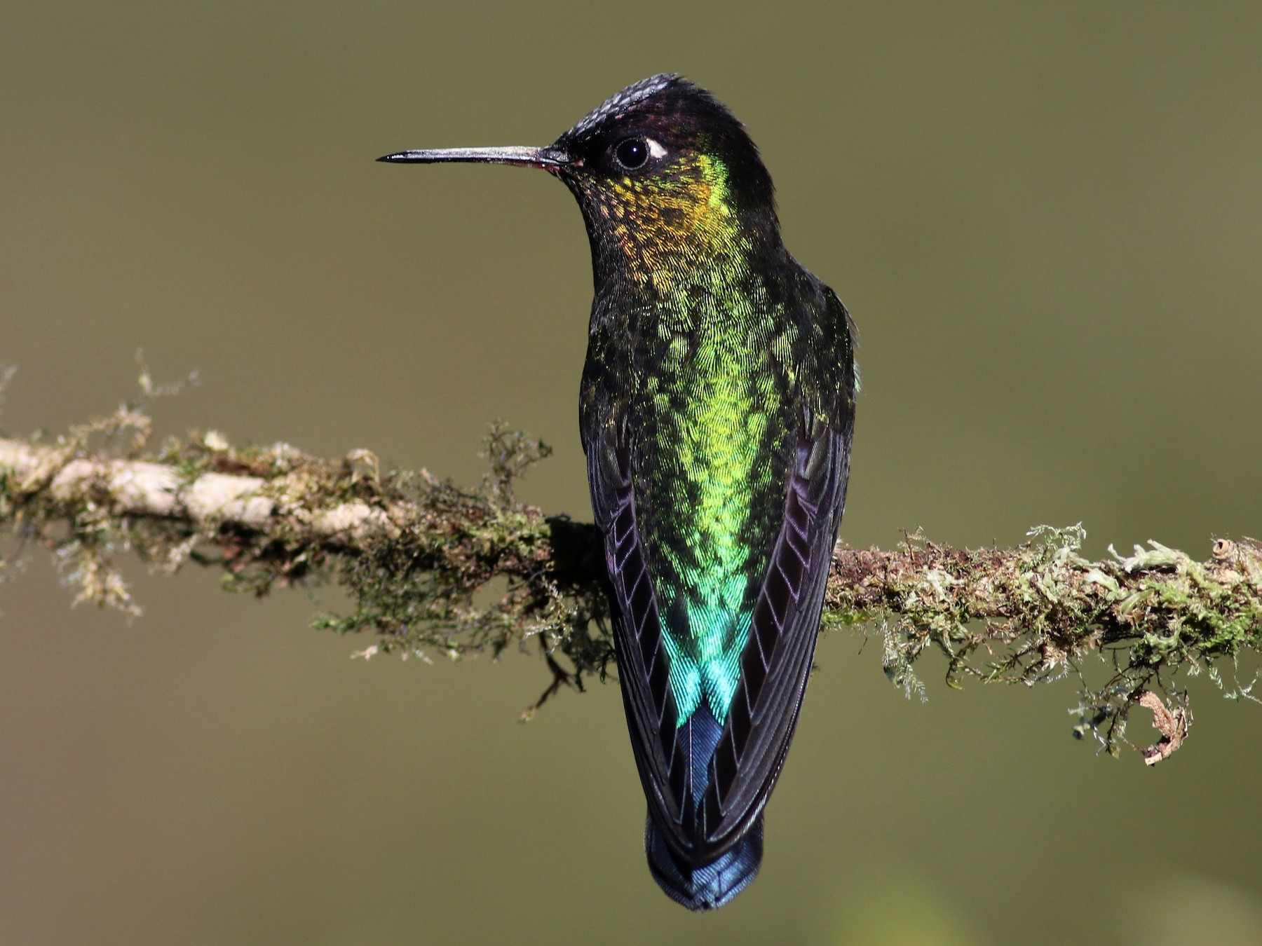 Fiery-throated Hummingbird - Jay McGowan