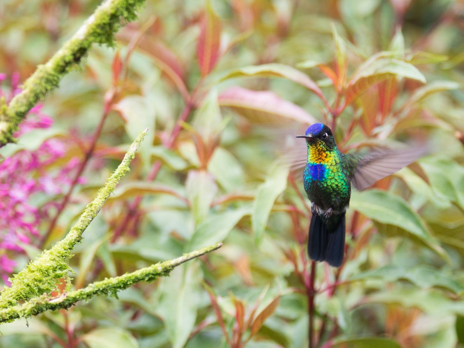 Fiery-throated Hummingbird - Randall Siebert