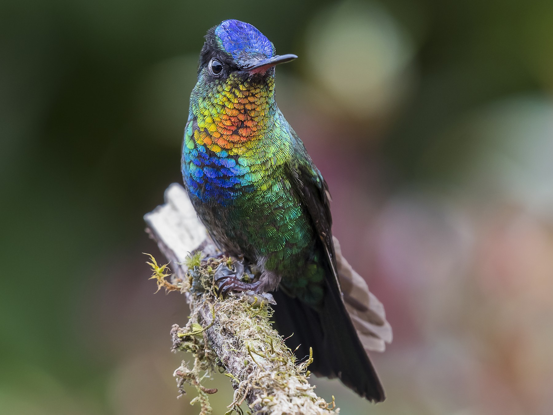 Fiery-throated Hummingbird - fernando Burgalin Sequeria