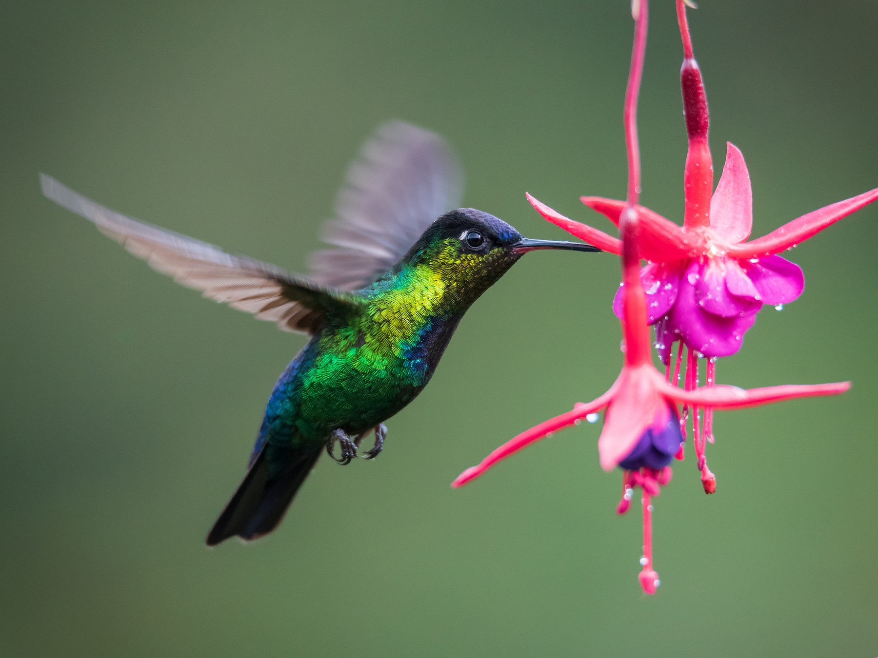 Fiery Throated Hummingbird