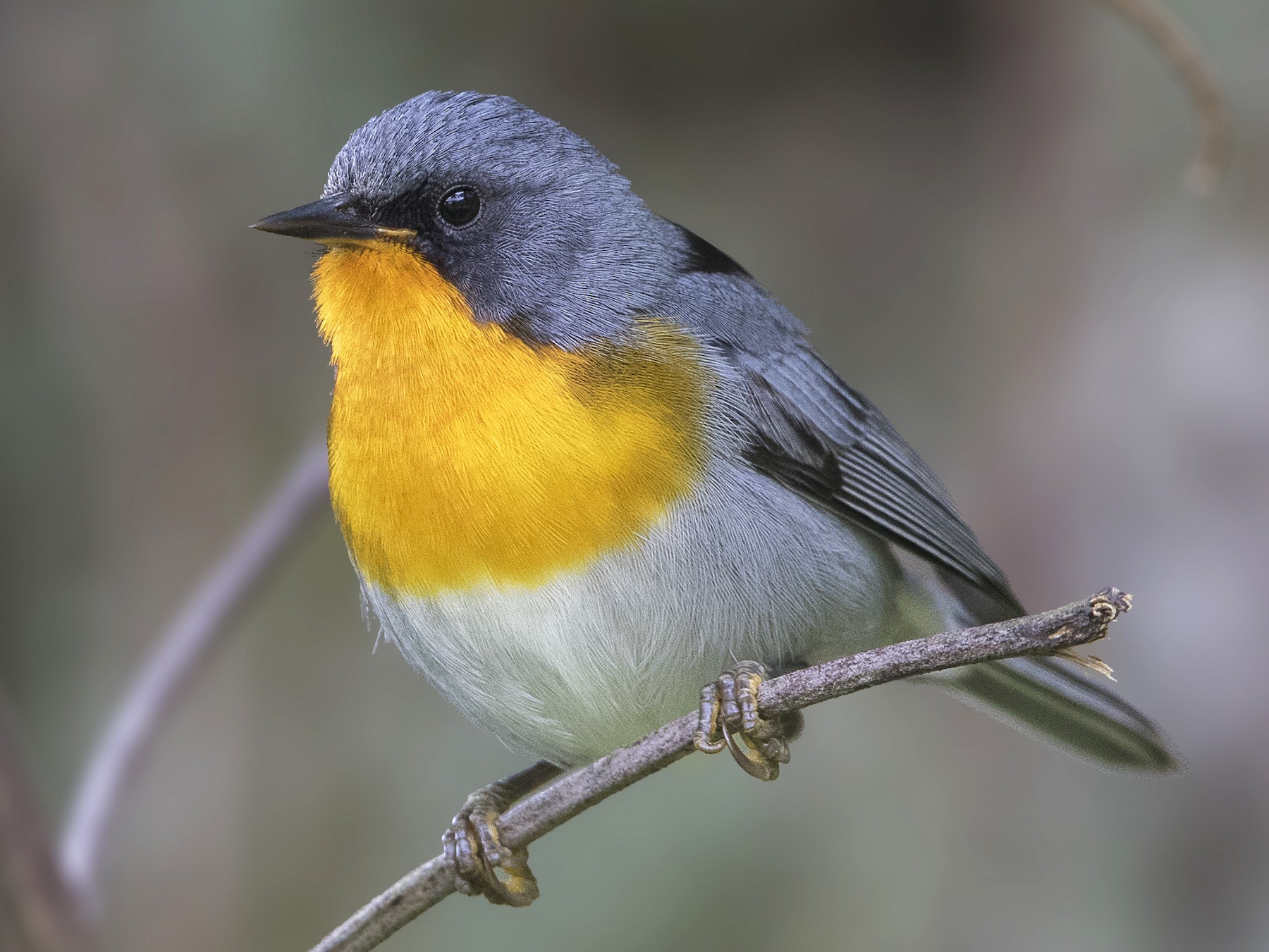 Flame-throated Warbler - eBird