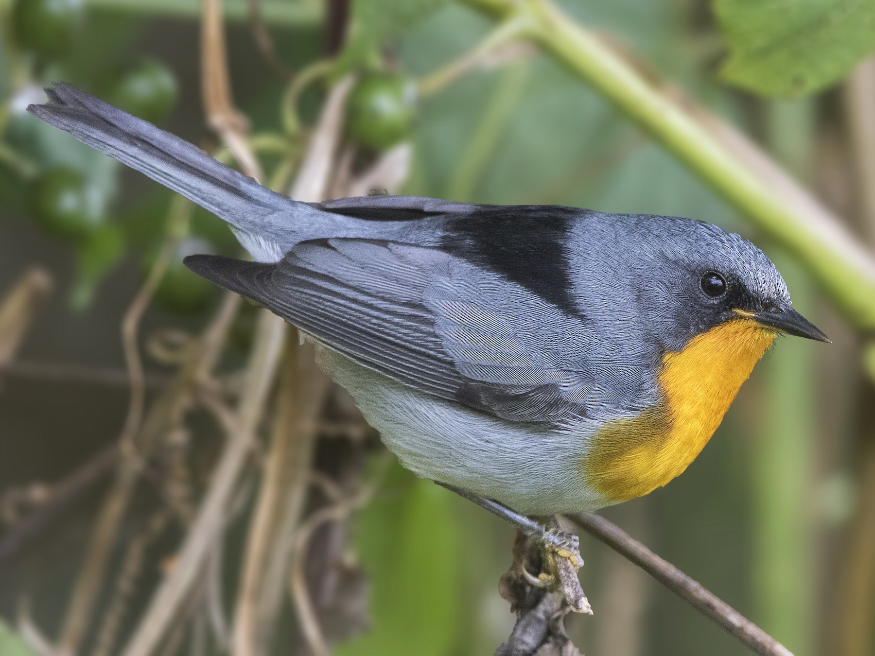 Flame-throated Warbler - Bradley Hacker 🦜