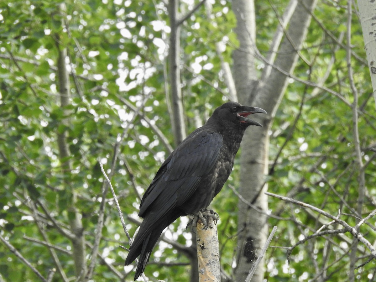 Common Raven - Richard Lepage