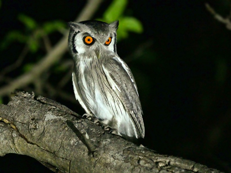 Northern White-faced Owl - Nik Borrow