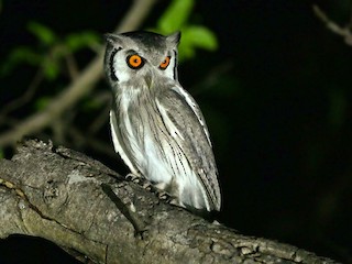 scope別注　Northern Owl White Northern White-faced Owl - eBird
