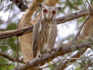  - Northern White-faced Owl