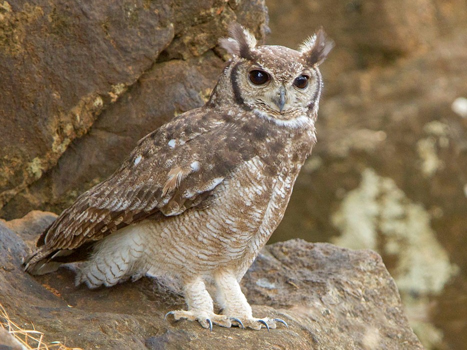 Grayish Eagle-Owl - Maurizio Ravasini