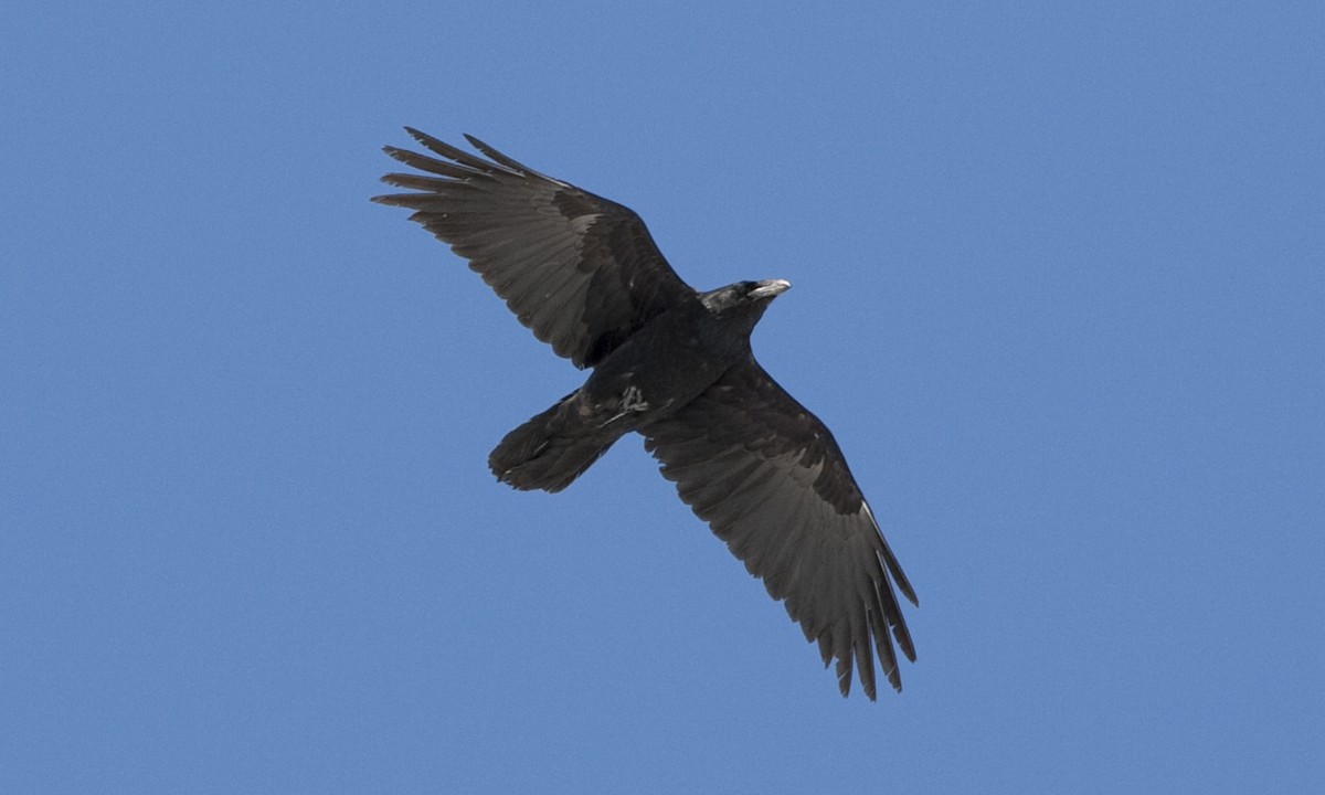 Common Raven - ML245201071
