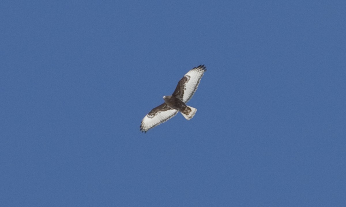Red-tailed Hawk (Harlan's) - ML245201281