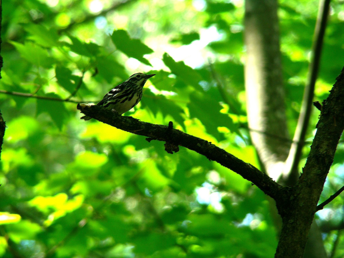 Black-and-white Warbler - ML245201641