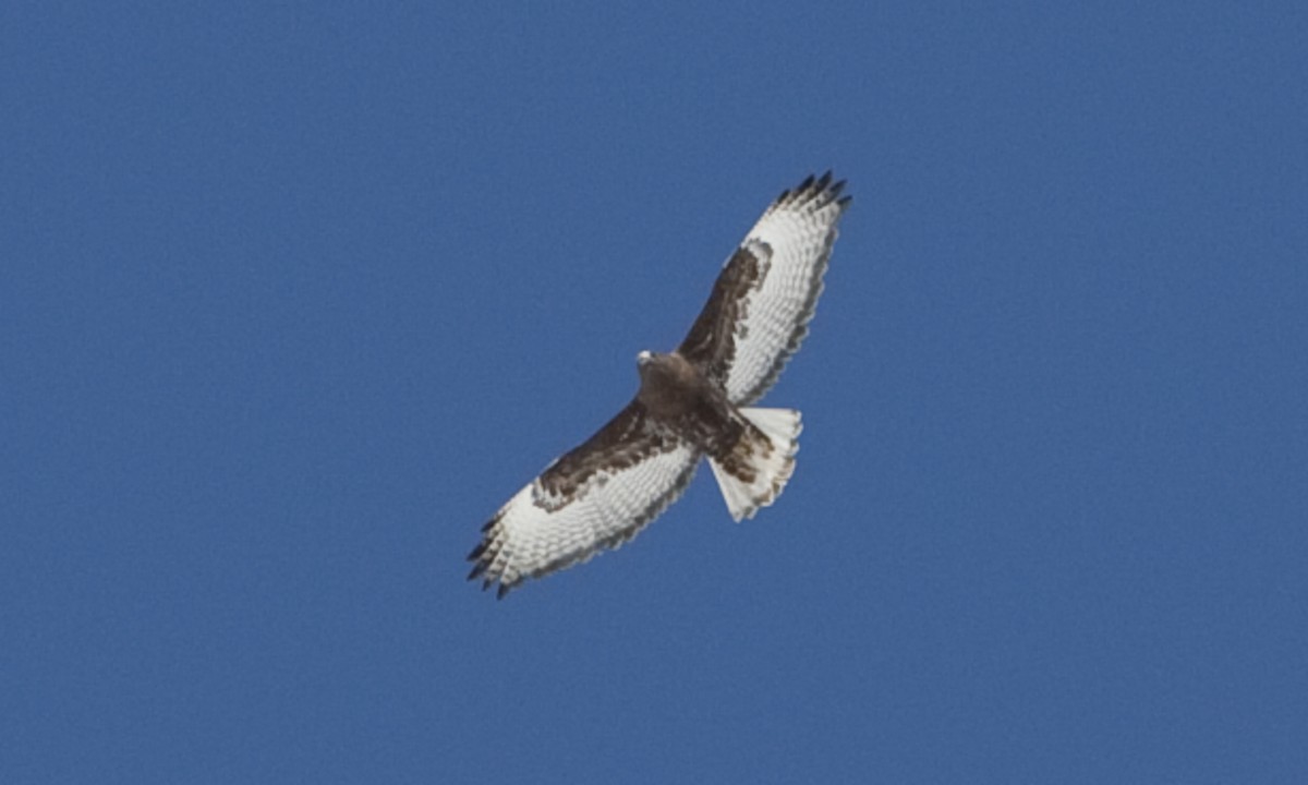 Red-tailed Hawk (Harlan's) - ML245201661