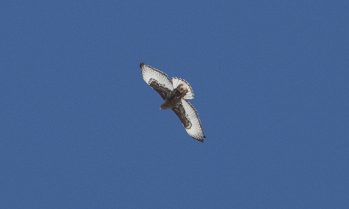 Red-tailed Hawk (Harlan's) - ML245201671