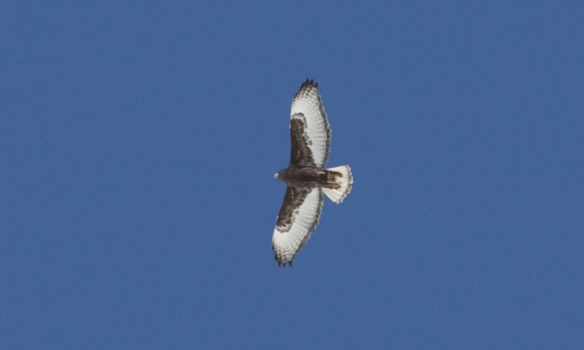 Red-tailed Hawk (Harlan's) - ML245201681