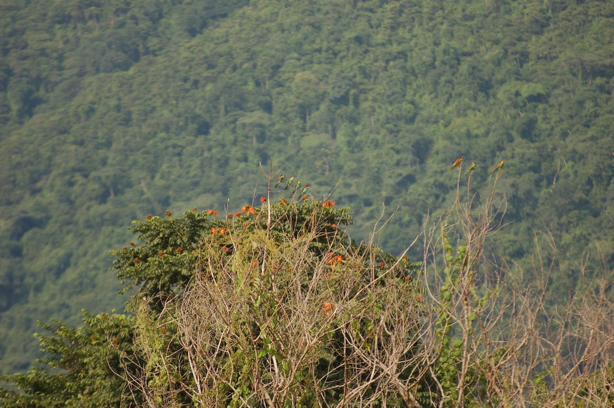 European Bee-eater - David Fraser