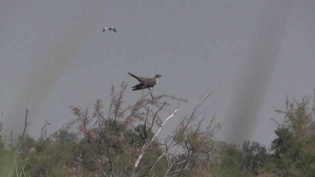 Common Cuckoo - ML245202871