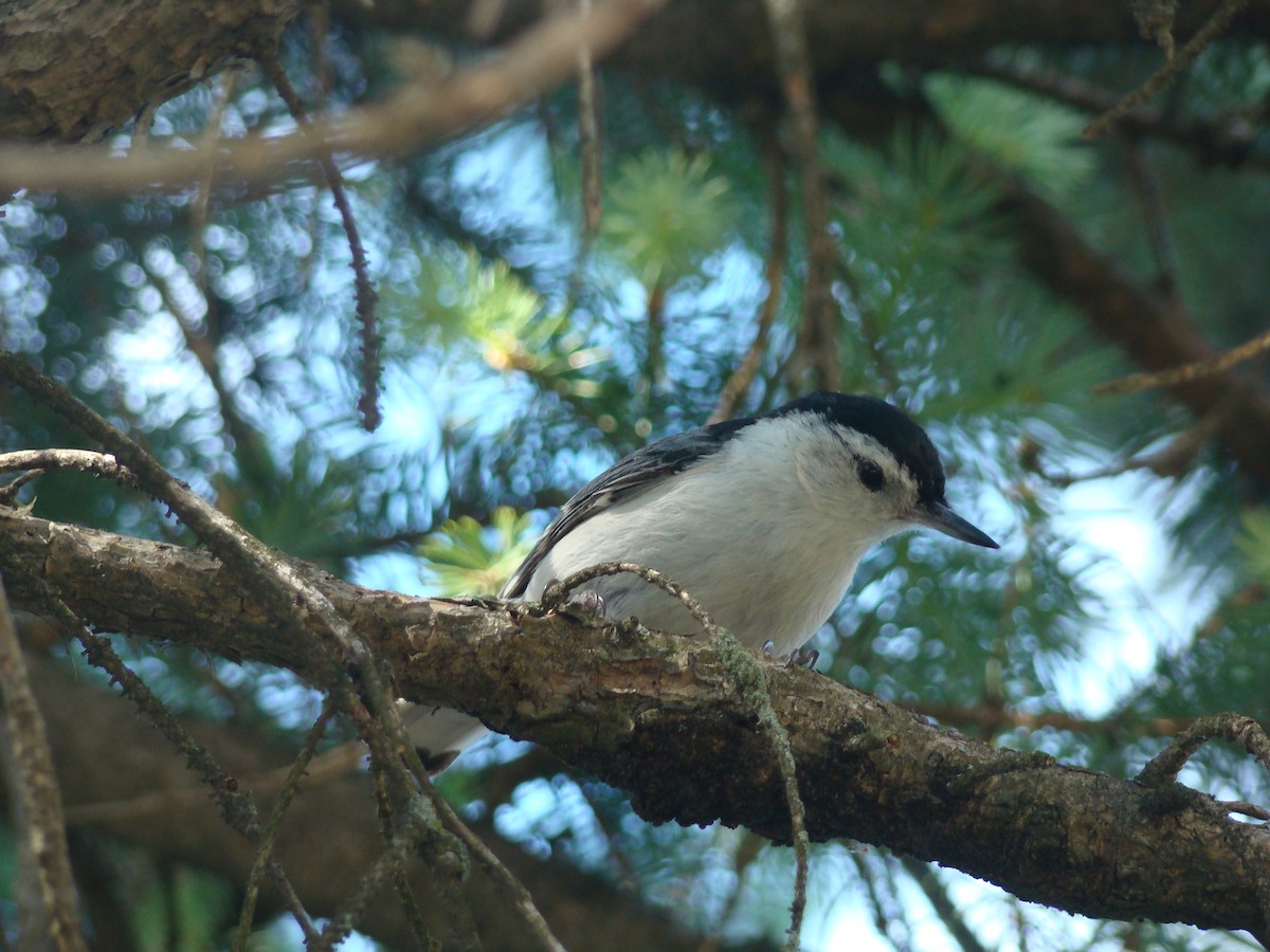 White-breasted Nuthatch - ML245203131
