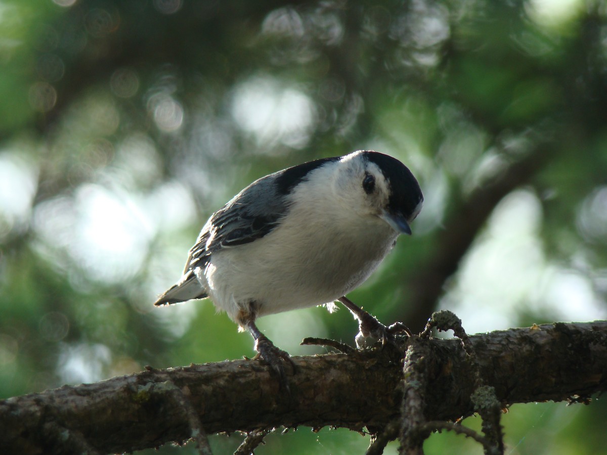 White-breasted Nuthatch - ML245203221
