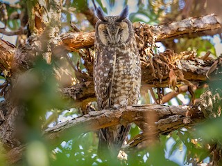  - Abyssinian Owl