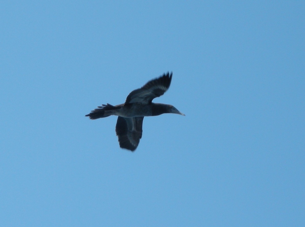 Brown Booby - ML245204841