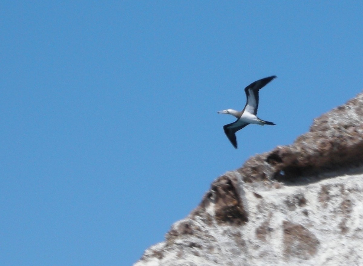 Brown Booby - ML245204951