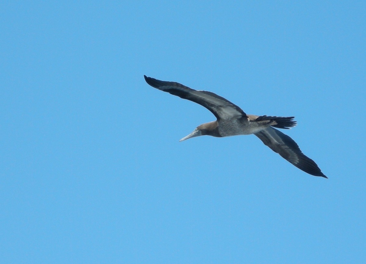 Brown Booby - ML245205041