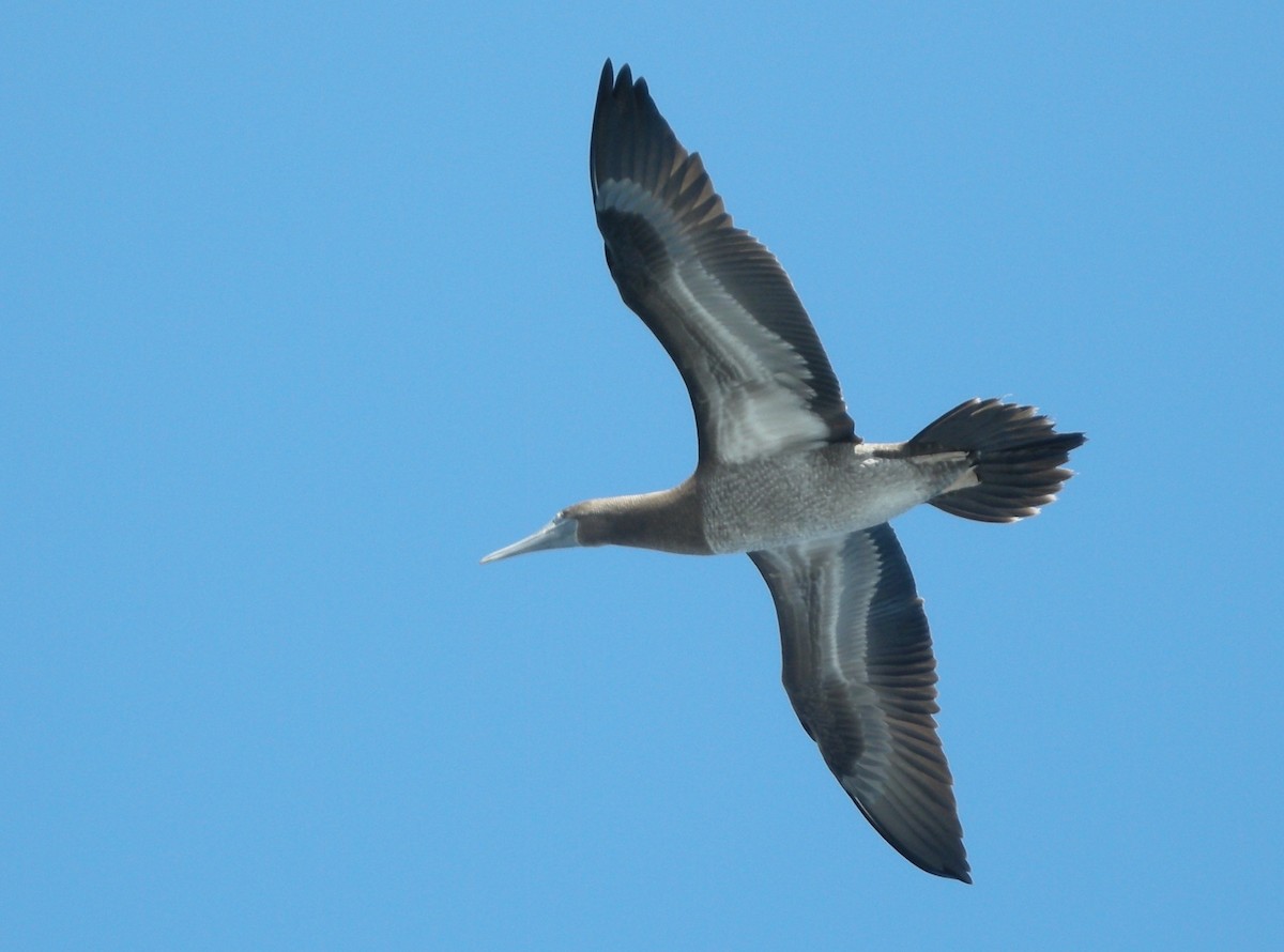 Brown Booby - ML245205051