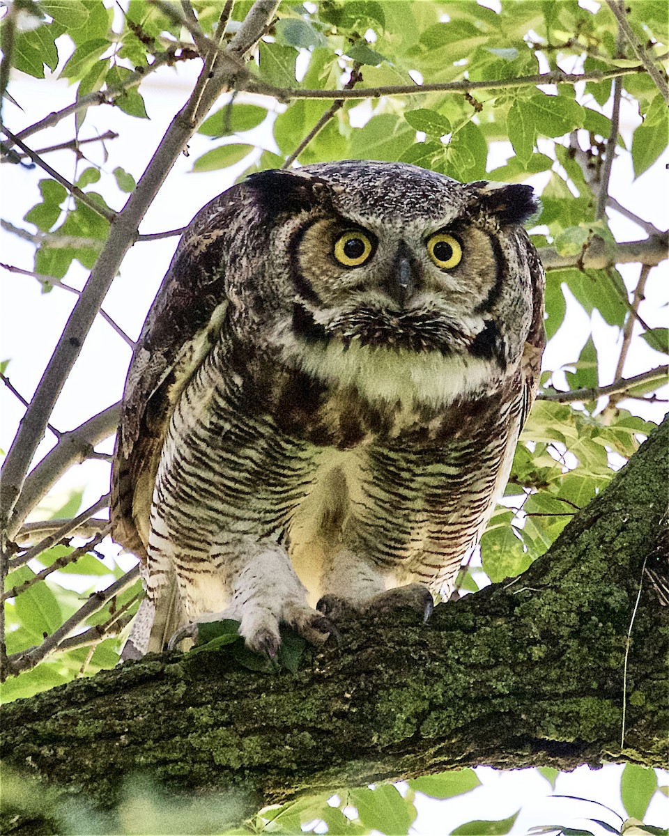 Great Horned Owl - ML245205151