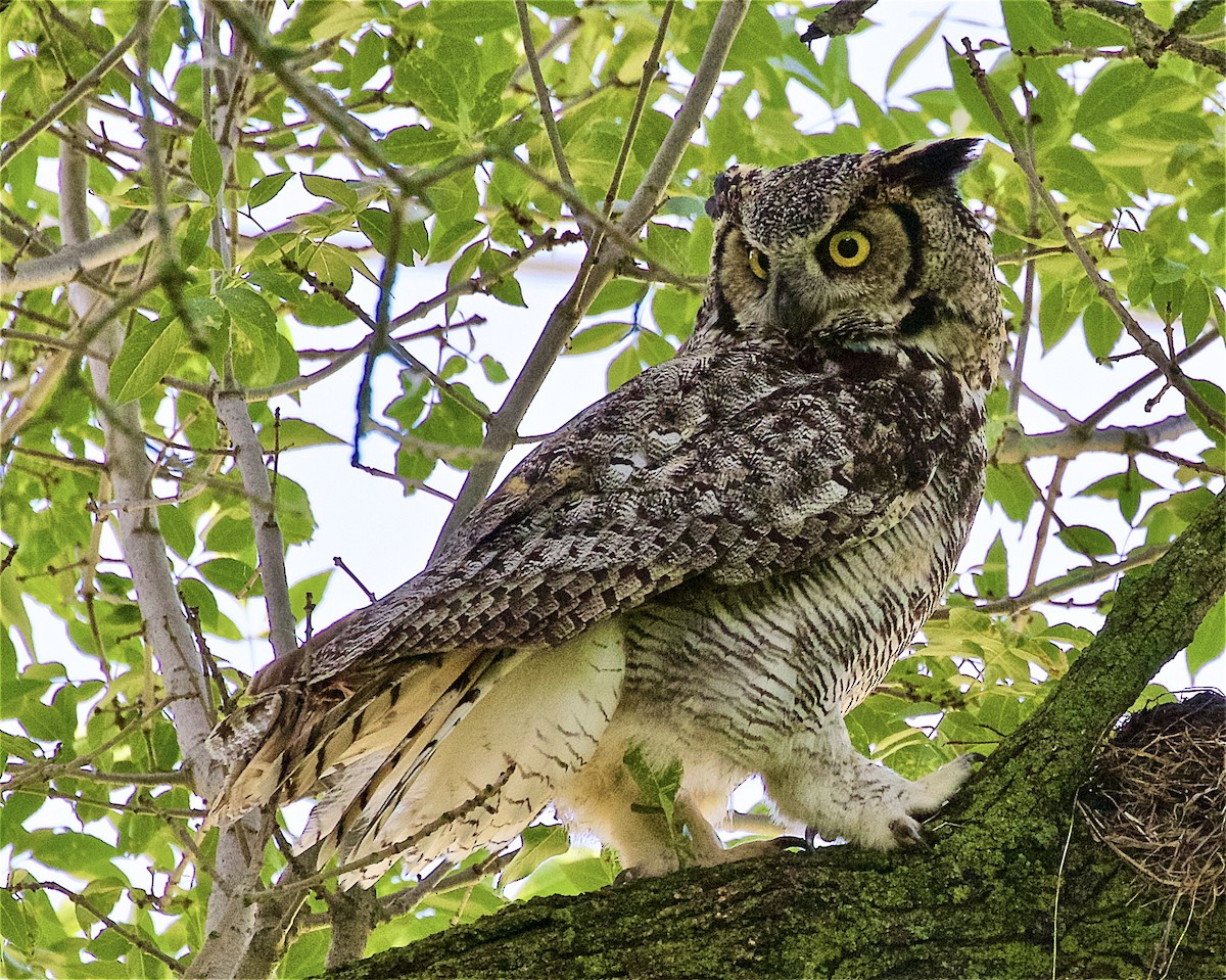 Great Horned Owl - ML245205521
