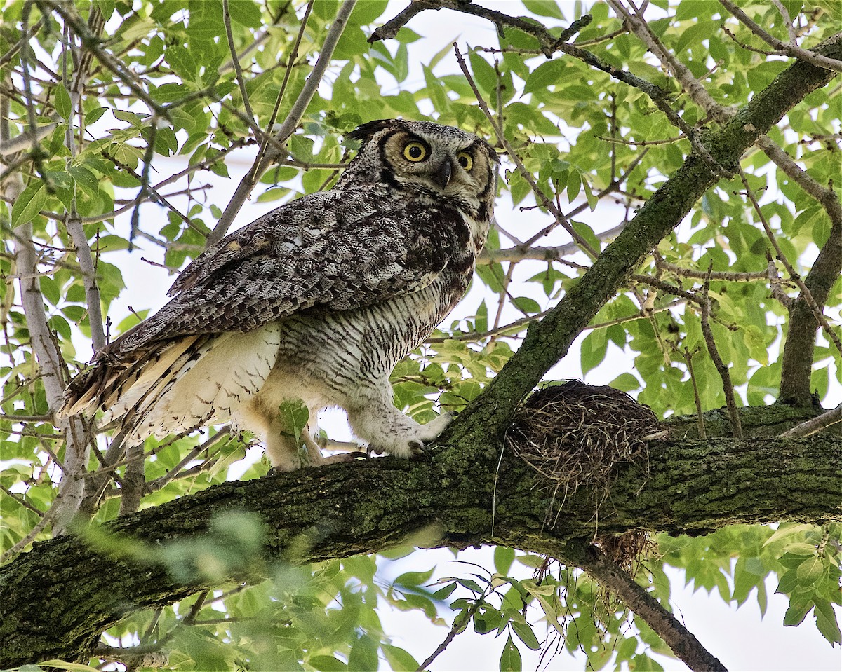 Great Horned Owl - ML245205851
