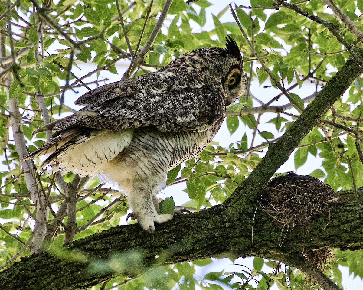 Great Horned Owl - ML245207111