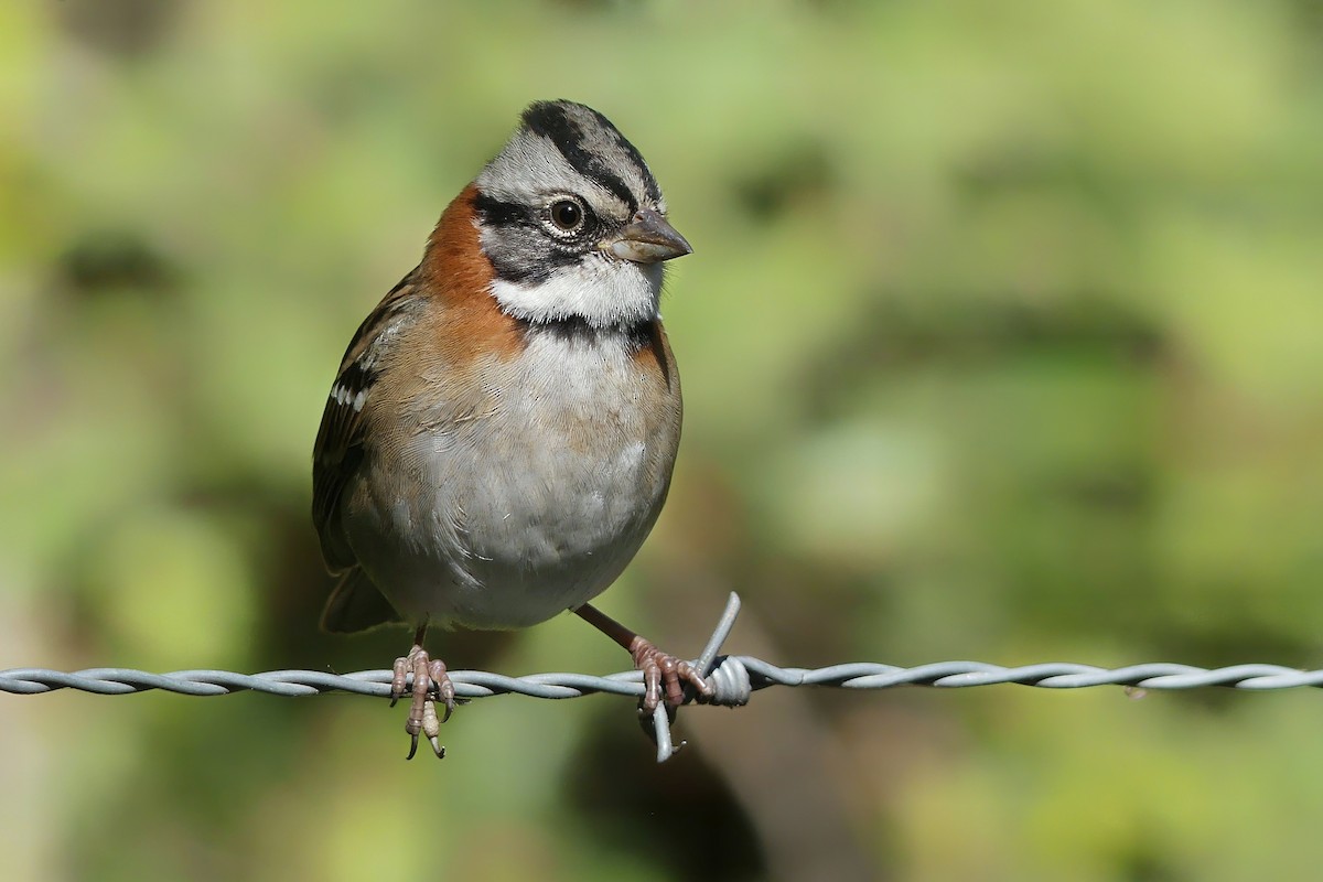 Rufous-collared Sparrow - Jorge  Quiroga